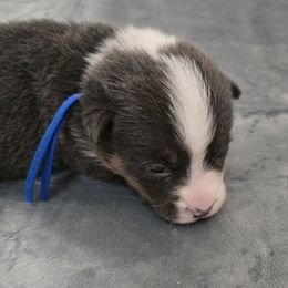 American Corgis from Morosin's Southern Littles