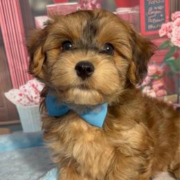 Champ - Red sable male Havanese puppy in Clermont, Florida from Country Sweet Havanese and Creative Coaching