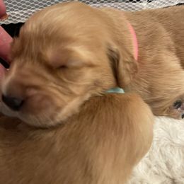 Golden Retriever Puppies from Tradershire Goldens