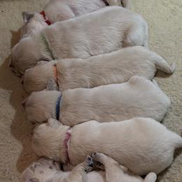 Girl 1 - female Golden Retriever puppy in Bluff Dale, Texas from Bluebonnet Goldens