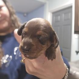Dapple baby boy - Dapple male Dachshund puppy in San Antonio, Texas from Little Paws Doxies