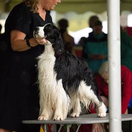 English Springer Spaniel All Grown Up from Llewellyn Farms English Springer Spaniels