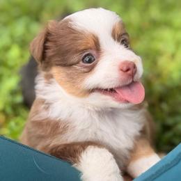 Dixie ASDR - Red tri female Toy Australian Shepherd puppy in Polk City, Florida from Skaky Shepherds