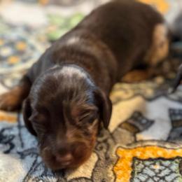 Kai - Dapple male Dachshund puppy in Staley, North Carolina from Langley Farms Dachshunds
