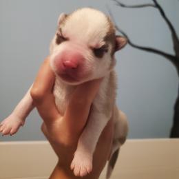 Siberian Husky Puppies from Naturez Siberians