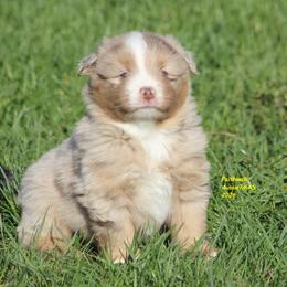 Cedar - Red merle female Miniature American Shepherd puppy in Hillsdale, Michigan from Faithwalk Aussies and Mini American Shepherds