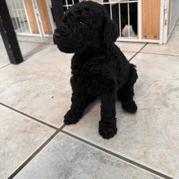 Tinkerbell - Blue female Poodle puppy in Fort Lauderdale, Florida from SoFlo Standard Poodles