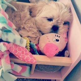 Shih Tzu Puppies from Trinity Shihtzu's So Calif