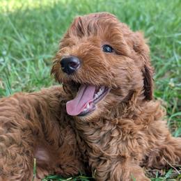 Pink - Red  female Goldendoodle puppy in Midland, North Carolina from Alger Farm, LLC