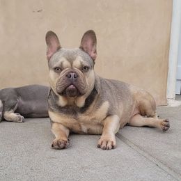 Rosie - French Bulldog