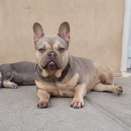 Rosie - French Bulldog