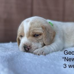 Georgie AKC - Black tan and white male Beagle puppy in Rogersville, Missouri from Hales Little Beagle Haven
