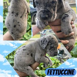 FETTUCCINE - Merle male Great Dane puppy in Bolivar, New York from Prophecy Danes