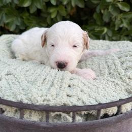 Kathani - Parti female Goldendoodle puppy in Barstow, California from Golden Desert Doodles
