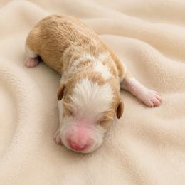Jasper - Yellow and white male Bernedoodle puppy in Temecula, California from Country Hills Doodles