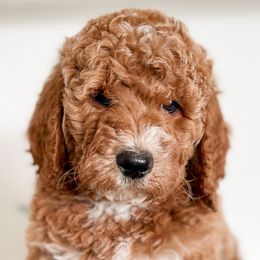 Goldendoodles from Red Pine Doodles