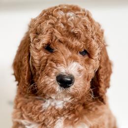 Goldendoodles from Red Pine Doodles