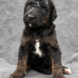 Wanda ( Scarlet Witch) - Phantom female Poodle puppy in Lecanto, Florida from Lecanto Puppy