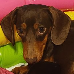 Dachshunds from Wootens Wünderhunds