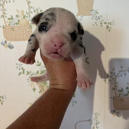 Girl 5 - female Alapaha Blue Blood Bulldog puppy in Grafton, Ohio from Eclipse Alapaha Kennels
