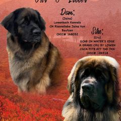 Leonbergers from Lowenbach Kennels