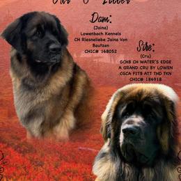 Leonbergers from Lowenbach Kennels