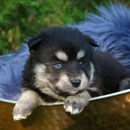 Flora - Black and white female Pomsky puppy in Missouri from Husky Hill Kennel