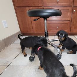 Rottweiler Puppies from Von Haus of Pearl