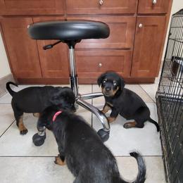 Rottweiler Puppies from Von Haus of Pearl