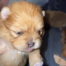 Pomeranian Puppies from Precious Puff Poms