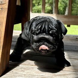 Skatos - Black tri-color female Bulldog puppy in Fort White, Florida from Bullgodz English Bulldogs