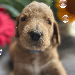 Boy 2 - Red  Goldendoodle puppy in Christiana, Tennessee from Rechlicz Family Doodles