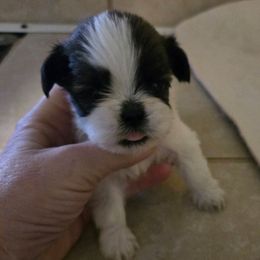 B W  male - Black and white male Shih Tzu puppy in Lebanon, Missouri from Anna's Babies in the Midwest