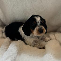 Boy 3 - Piebald male Dachshund puppy in Andalusia, Alabama from Sweet Home Alabama Dachshunds