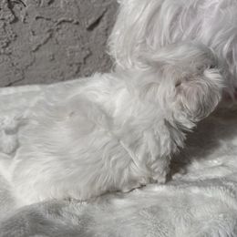 Maltese Puppies from AKC Maltese California