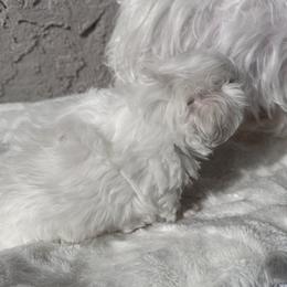 Maltese Puppies from AKC Maltese California