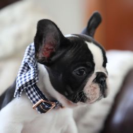 Blue Collar - Brindle and white French Bulldog puppy in Wichita, Kansas from Phantasticus French Bulldogs