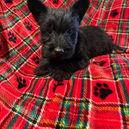 Stella - Black brindle female Scottish Terrier puppy in San Diego (Jamul), California from Lee Valley Scotties