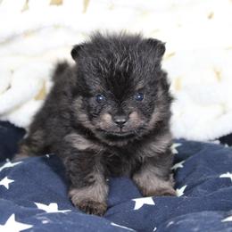 AKC Kaiser - Black and tan male Pomeranian puppy in Albany, Indiana from Hatz Off Puppies