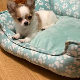 Dutch - Sable spotted white male Chihuahua puppy in Williamsburg, Virginia from PAWSitive Cheeky Chihuahuas