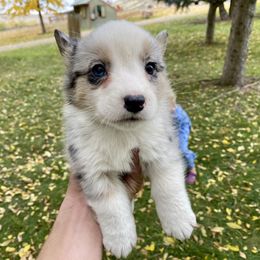 Girly - Blue merle and white female Cardigan Welsh Corgi puppy in Rexburg, Tennessee from Corgi Gardens