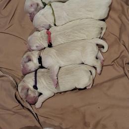 Stan - Light golden male Golden Retriever puppy in Fithian, Illinois from LOMAH Retrievers