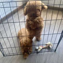 Poodle Puppies from B&BPoodlePalace
