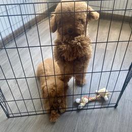 Poodle Puppies from B&BPoodlePalace