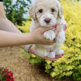 Labradoodle Puppies from Circle City Labradoodles