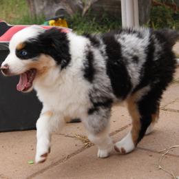 Skye - Blue merle female Miniature Australian Shepherd puppy in Sonoita, Arizona from Gardner Canyon Kennels