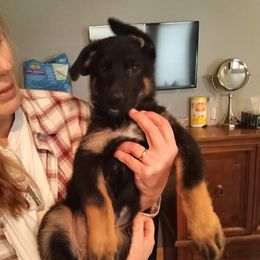 Dash - Black and red female German Shepherd puppy in Nye, Montana from Duke AKC Shepherds