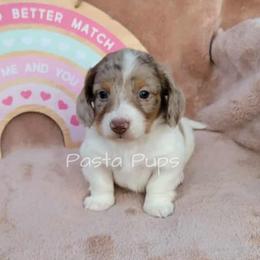 AKC Biscotti - Dapple male Dachshund puppy in Texarkana, Arkansas from Pasta Pups Miniature Dachshunds