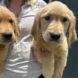 Golden Retriever Puppies from Apple Country Retrievers