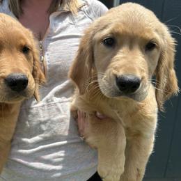 Golden Retriever Puppies from Apple Country Retrievers